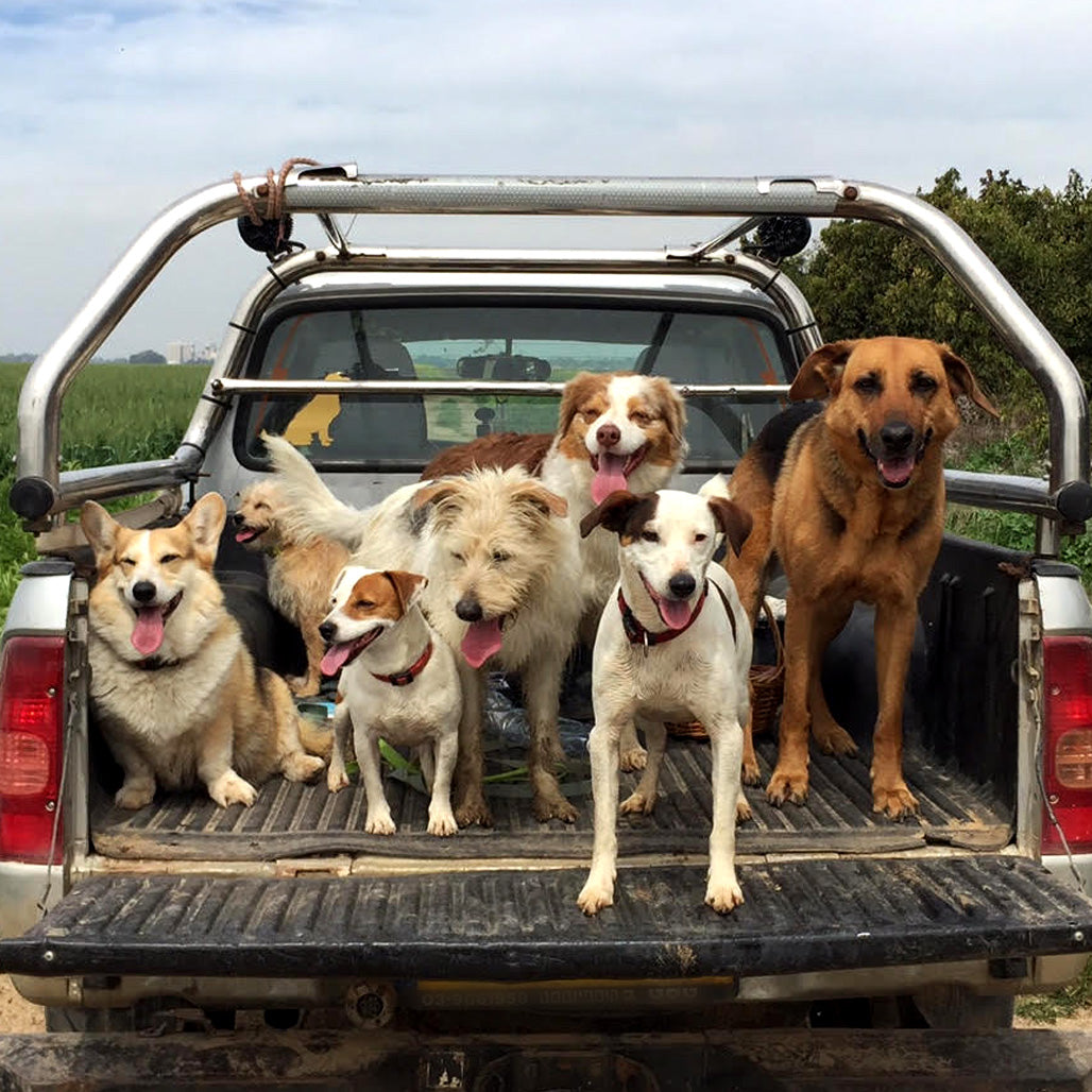 How to survive a road trip with your dog?